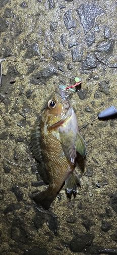 ガヤの釣果