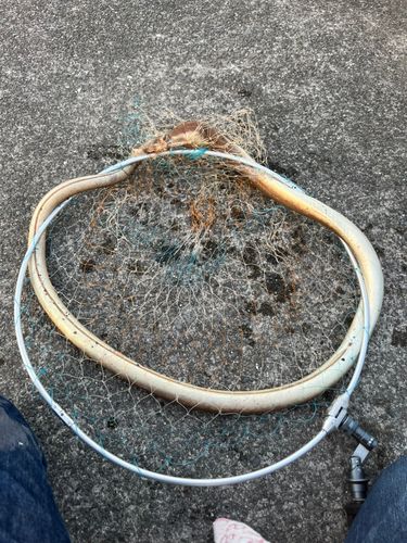 ダイナンウミヘビの釣果