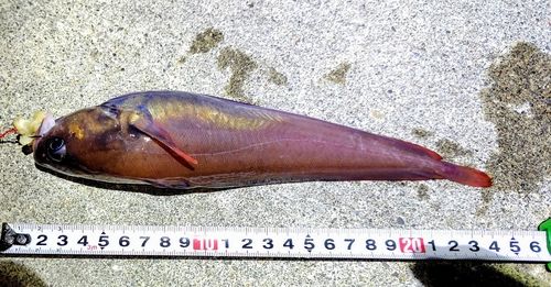 ドンコの釣果