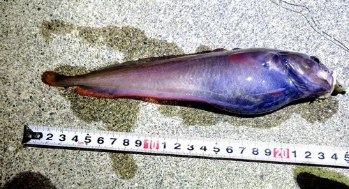 ドンコの釣果
