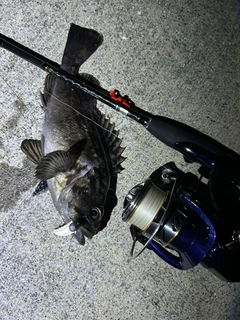 クロソイの釣果