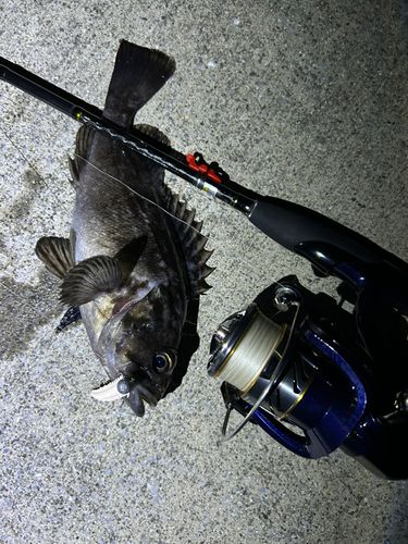クロソイの釣果