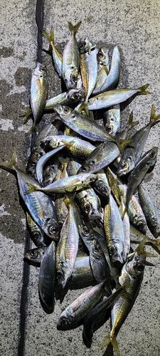 アジの釣果