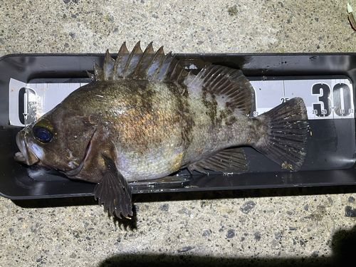 メバルの釣果