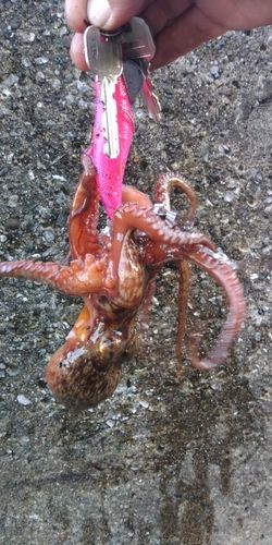 釣果