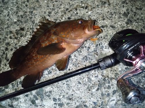 アコウの釣果