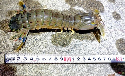 シャコの釣果