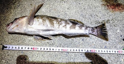 アイナメの釣果