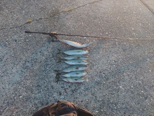 イナダの釣果