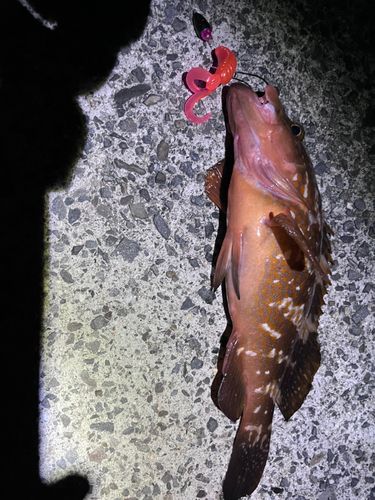 アコウの釣果