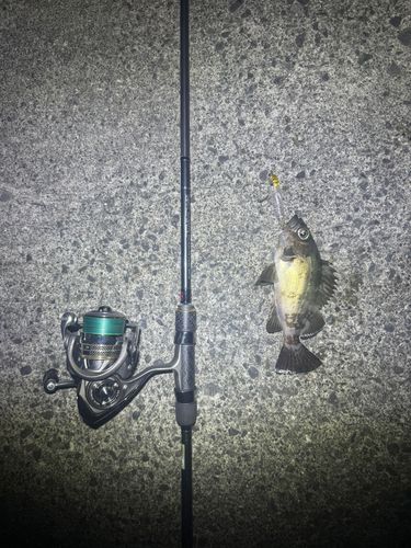 アオメバルの釣果