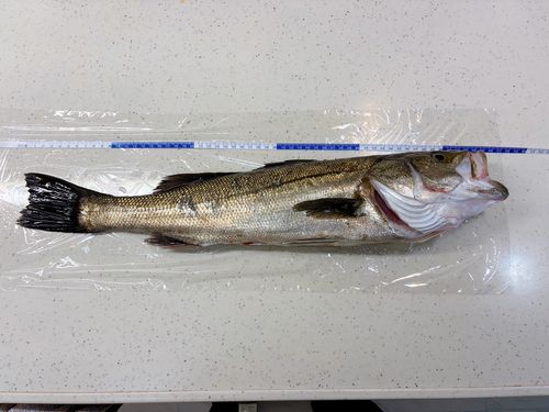 フッコ（マルスズキ）の釣果