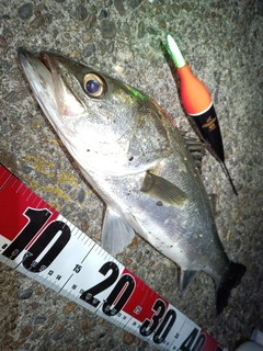 フッコ（マルスズキ）の釣果