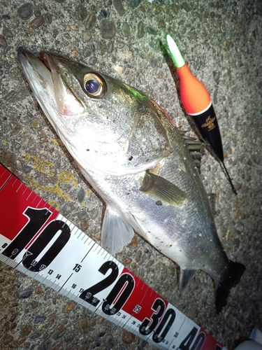 フッコ（マルスズキ）の釣果
