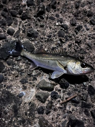 セイゴ（マルスズキ）の釣果