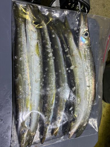 カマスの釣果