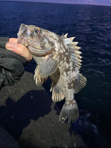 クロソイの釣果