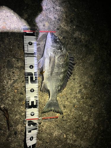 チヌの釣果