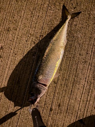 マサバの釣果