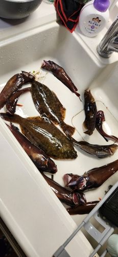 カレイの釣果