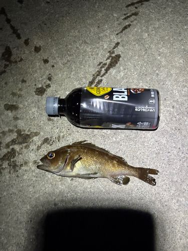 ガヤの釣果