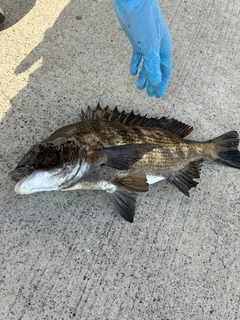 クロダイの釣果