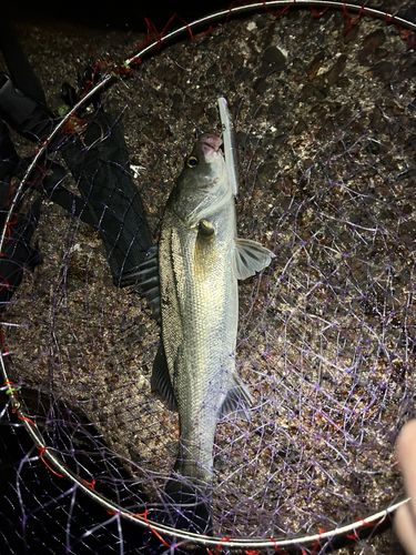 スズキの釣果