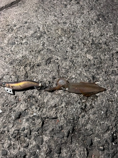 チイチイイカの釣果
