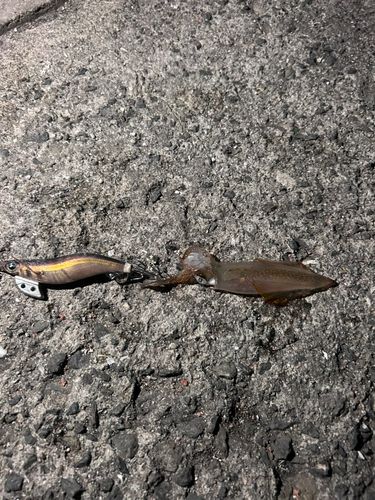 チイチイイカの釣果