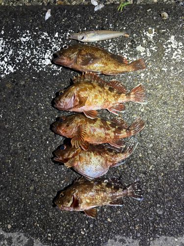カサゴの釣果