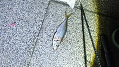 マアジの釣果
