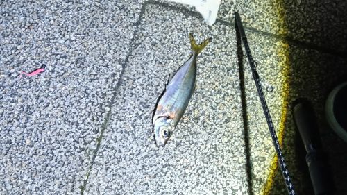 マアジの釣果