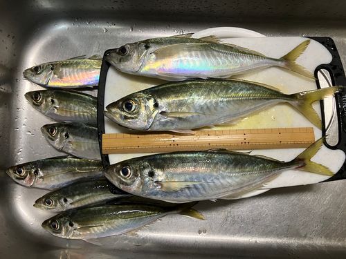 アジの釣果