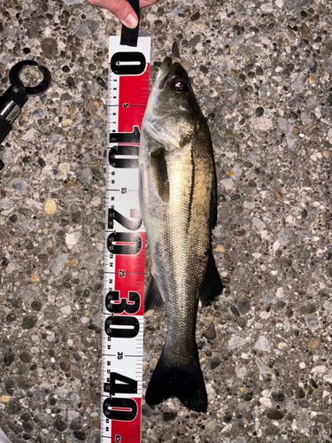 フッコ（マルスズキ）の釣果