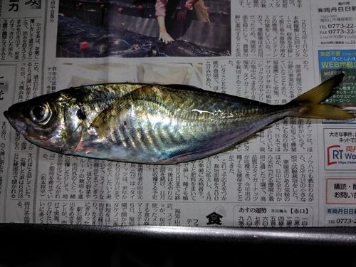 アジの釣果