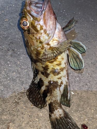 カサゴの釣果