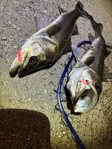 シーバスの釣果