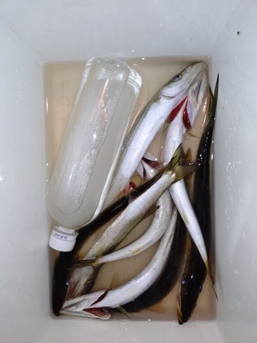 アカカマスの釣果
