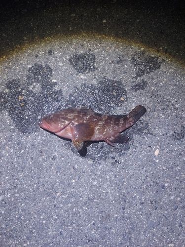 アコウの釣果