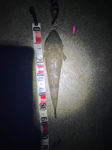 マゴチの釣果