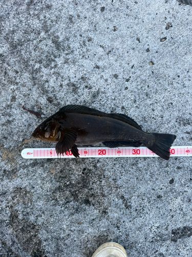 アイナメの釣果