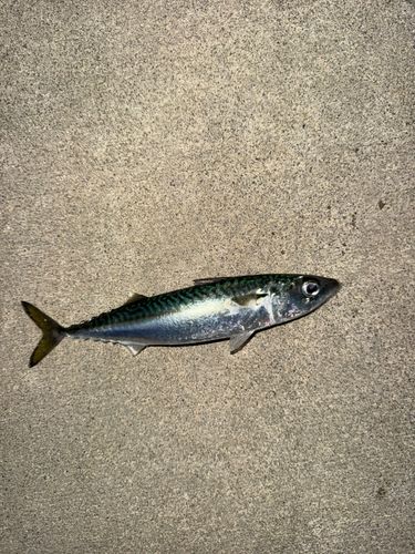 サバの釣果