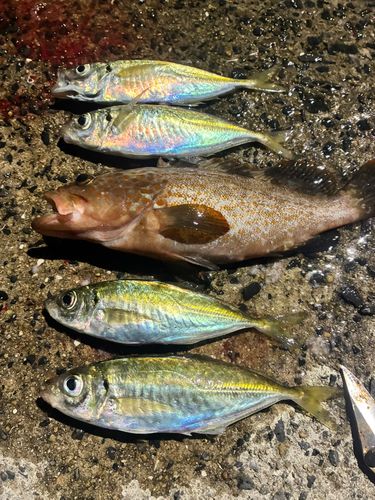 釣果