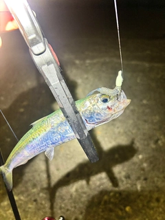 イワシの釣果