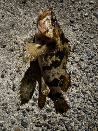 タケノコメバルの釣果