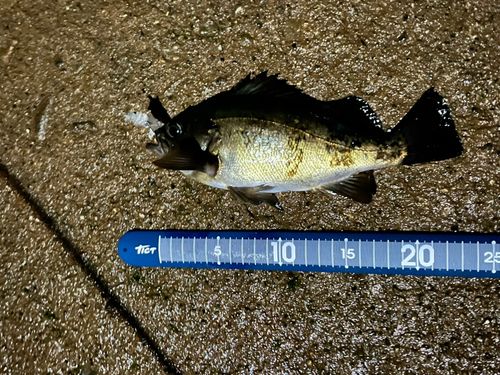 メバルの釣果
