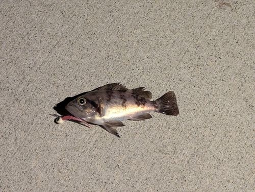 メバルの釣果