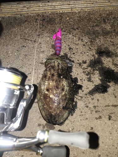 コウイカの釣果