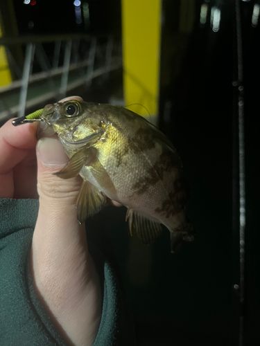 シロメバルの釣果