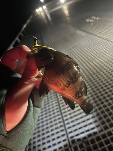 シロメバルの釣果